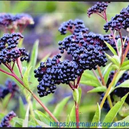 Il Sambuco: Un Alleato Naturale per il Sistema Immunitario